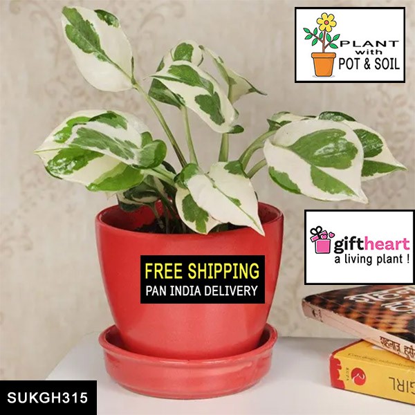 White Pothos Plant With Pot